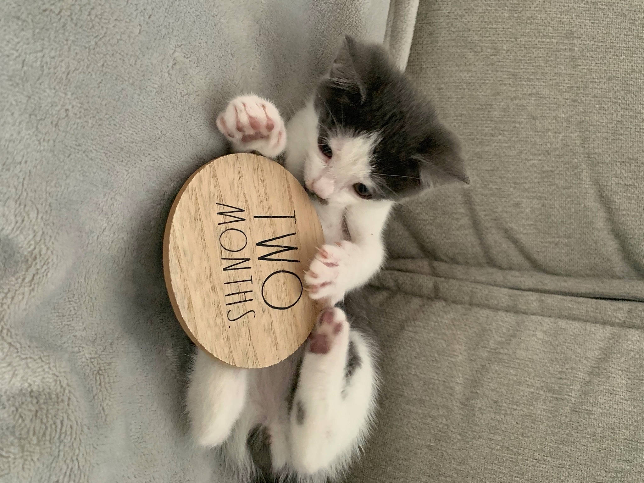 Milo is registered to the contest to win money with this photo: carnivore, cat, comfort, ear, eye, fawn, felidae, gesture, grey, head, leg, mammal, paw, small_to_medium_sized_cats, snout, tail, toy, vertebrate, whiskers, wood