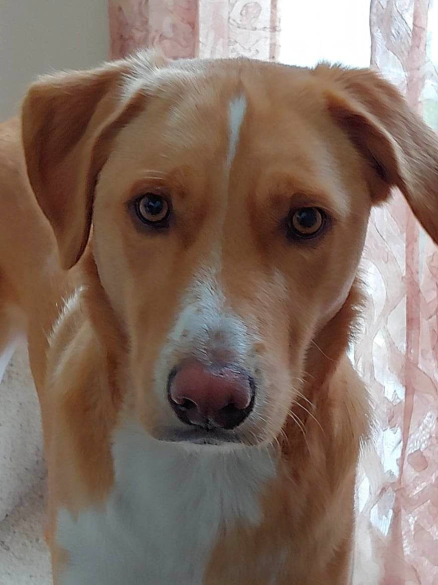 Gunner is registered to the contest to win money with this photo: ball, carnivore, chair, collar, companion_dog, dog, dog_breed, dog_collar, ear, fawn, fur, gun_dog, pet_supply, retriever, snout, sporting_group, whiskers, wood, working_animal