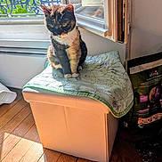 Pêche participe au concours pour gagner de l'argent avec cette photo : cat, tortoiseshell_cat, pet, animal, sitting, window, sunlight, indoors, blanket, storage_box, wooden_floor, home, portrait, whiskers, ears, paws, greenery, window_grille, cat_food, black_orange_white