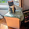 cat, tortoiseshell_cat, pet, animal, sitting, window, sunlight, indoors, blanket, storage_box, wooden_floor, home, portrait, whiskers, ears, paws, greenery, window_grille, cat_food, black_orange_white