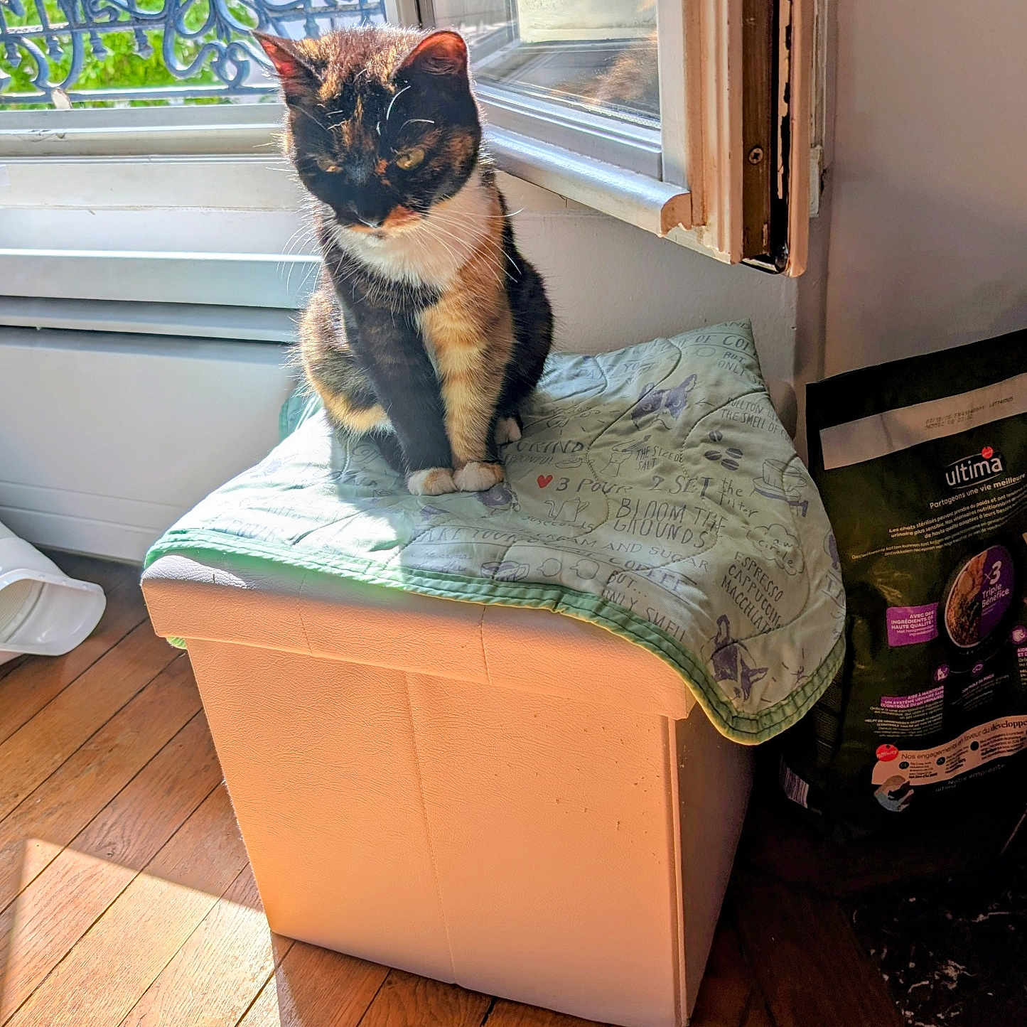 Pêche participe au concours pour gagner de l'argent avec cette photo : cat, tortoiseshell_cat, pet, animal, sitting, window, sunlight, indoors, blanket, storage_box, wooden_floor, home, portrait, whiskers, ears, paws, greenery, window_grille, cat_food, black_orange_white