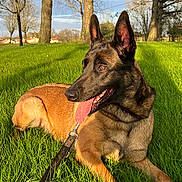 Shelby participe au concours pour gagner de l'argent avec cette photo : dog, belgian_malinois, grass, leash, outdoor, park, trees, sunlight, tongue_out, canine, pet, nature, animal, summer, daytime, ears_up, resting, greenery, muzzle, happy