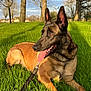 dog, belgian_malinois, grass, leash, outdoor, park, trees, sunlight, tongue_out, canine, pet, nature, animal, summer, daytime, ears_up, resting, greenery, muzzle, happy