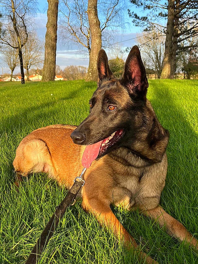 Shelby participe au concours pour gagner de l'argent avec cette photo : dog, belgian_malinois, grass, leash, outdoor, park, trees, sunlight, tongue_out, canine, pet, nature, animal, summer, daytime, ears_up, resting, greenery, muzzle, happy