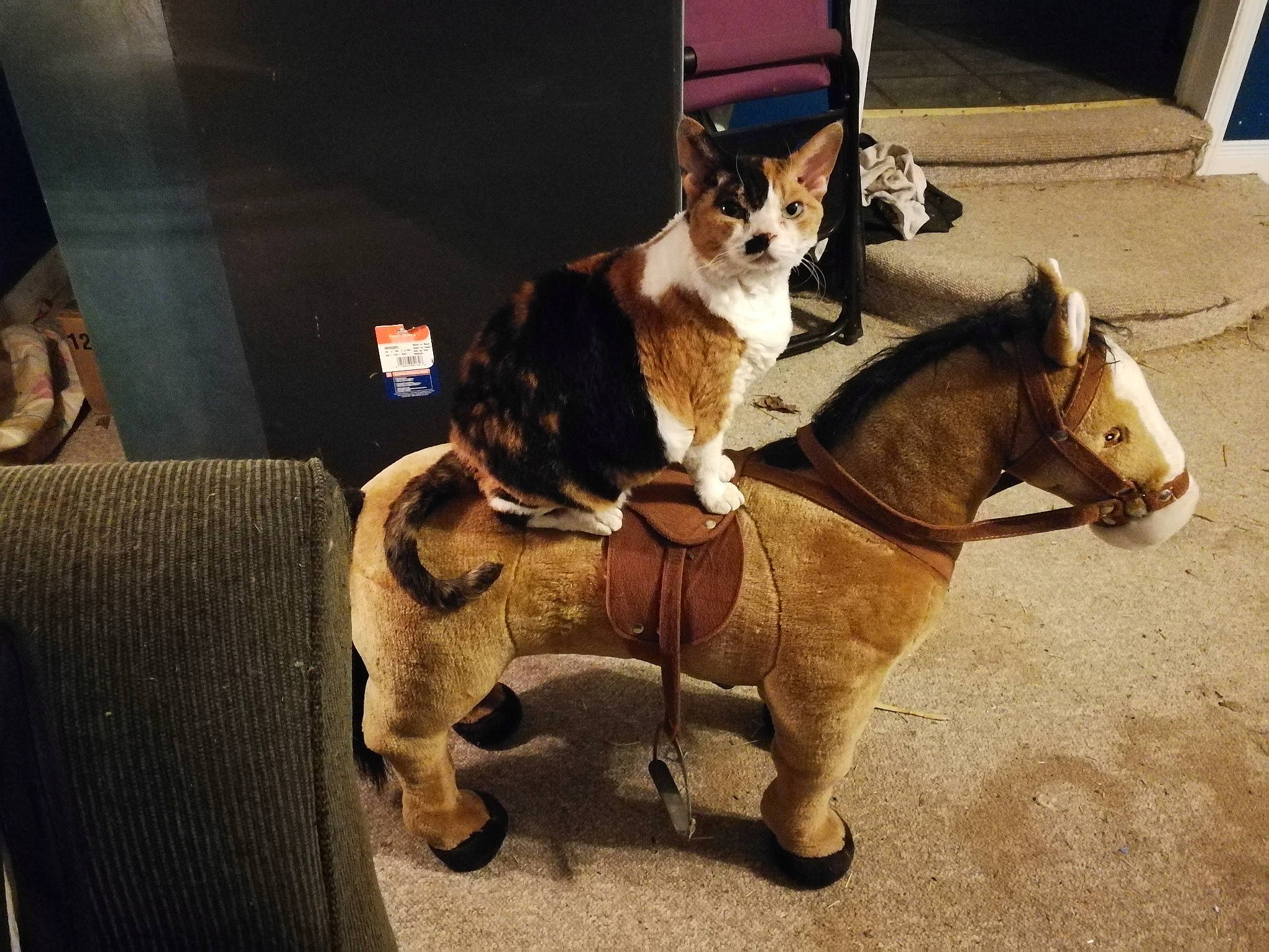 Calico is registered to the contest to win money with this photo: canidae, carnivore, cat, dog, dog_breed, fawn, felidae, fur, non_sporting_group, pembroke_welsh_corgi, welsh_corgi, working_animal