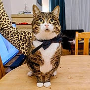 Loki participe au concours pour gagner de l'argent avec cette photo : cat, tabby, bow_tie, table, wood, leopard_print, sleeve, furniture, chair, curtains, living_room, pet, indoor, animal, whiskers, eyes, paws, fur, cute, curious