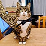 cat, tabby, bow_tie, table, wood, leopard_print, sleeve, furniture, chair, curtains, living_room, pet, indoor, animal, whiskers, eyes, paws, fur, cute, curious
