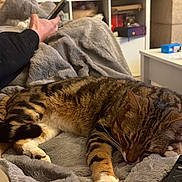 Zuni participe au concours pour gagner de l'argent avec cette photo : cat, tabby, sleeping, blanket, remote_control, phone, person, indoor, cozy, relaxing, furniture, couch, living_room, striped, paw, home, technology, soft_texture, resting, domestic_pet