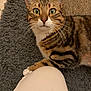 cat, tabby_cat, paw, knee, person, rug, woven_mat, indoor, curious, whiskers, fur, pet, animal, closeup, domestic_cat, striped, brown, white_paw, wide_eyes, floor