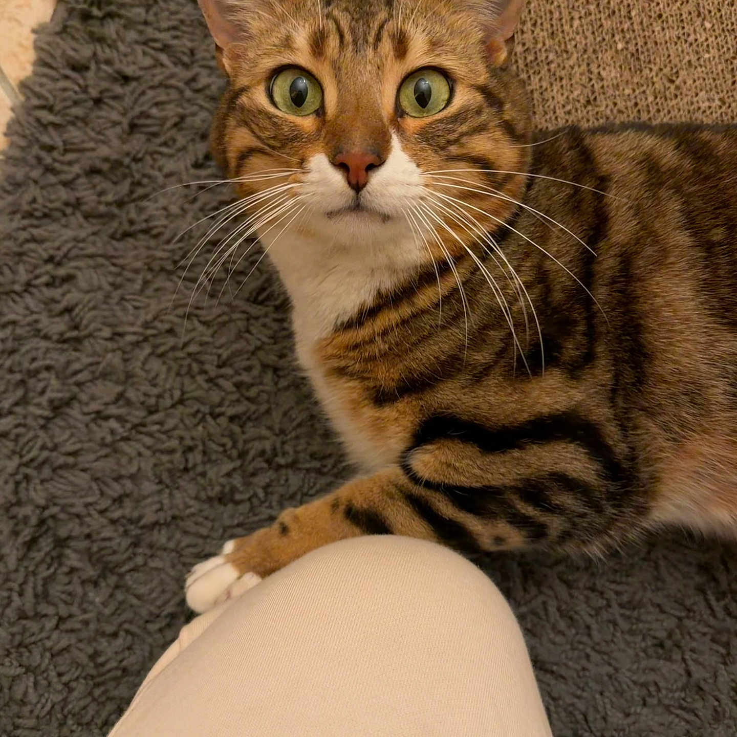Zuni a rejoint le concours — aidez-le/la à gagner de superbes lots ! animal, brown, cat, closeup, curious, domestic_cat, floor, fur, indoor, knee, paw, person, pet, rug, striped, tabby_cat, whiskers, white_paw, wide_eyes, woven_mat