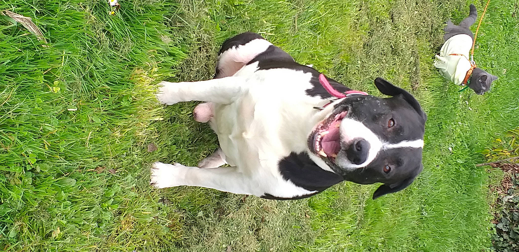 Lorko a rejoint le concours — aidez-le/la à gagner de superbes lots ! canidae, carnivore, collar, companion_dog, dog, dog_breed, dog_collar, fawn, grass, hunting_dog, leash, non_sporting_group, pet_supply, plant, snout, sporting_group, tail, whiskers, working_animal, working_dog