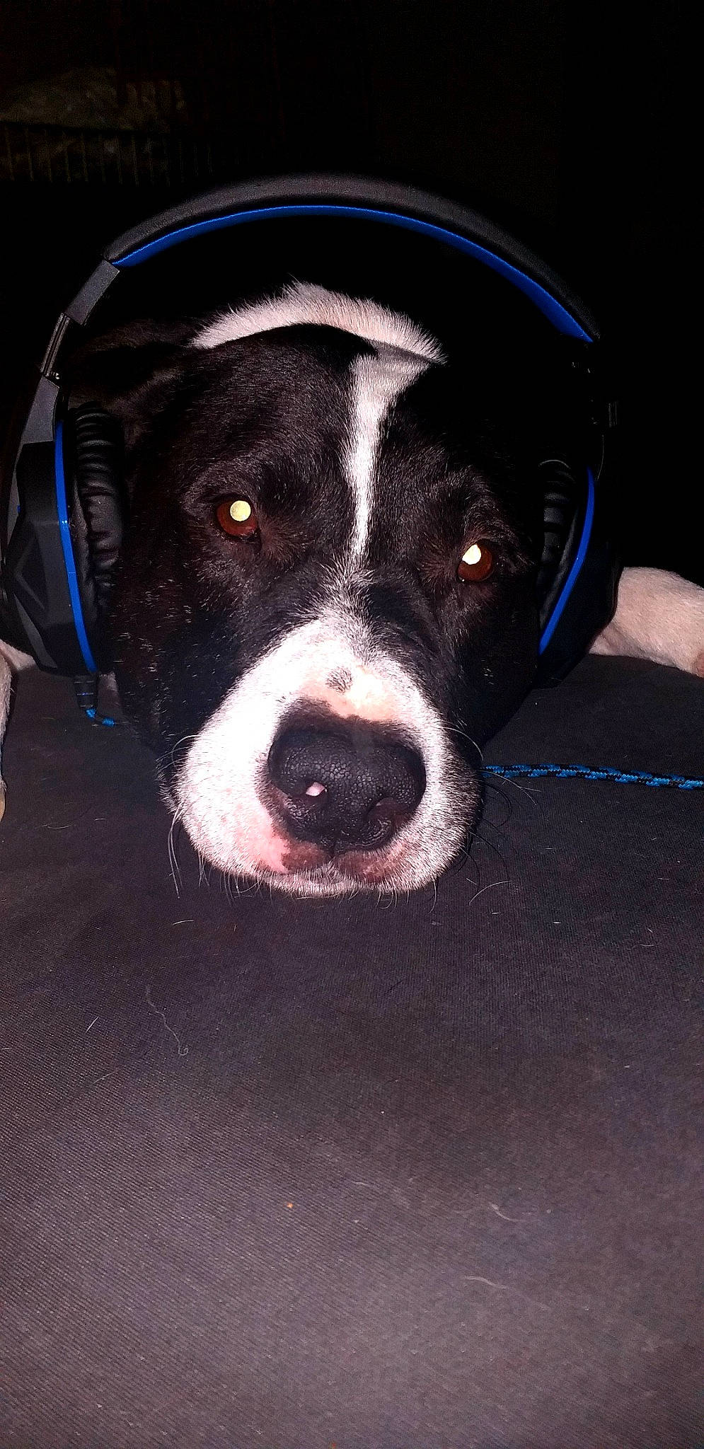 Lorko a rejoint le concours — aidez-le/la à gagner de superbes lots ! bumper, canidae, carnivore, circle, collar, companion_dog, dog, dog_breed, dog_collar, electric_blue, fawn, fur, hood, non_sporting_group, snout, sporting_group, vehicle_door, whiskers, working_animal, working_dog