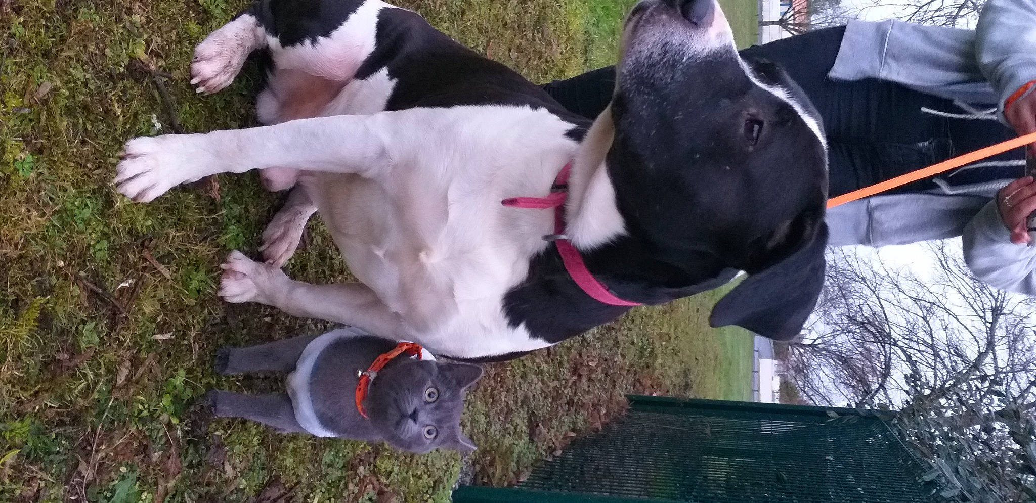 Lorko a rejoint le concours — aidez-le/la à gagner de superbes lots ! canidae, carnivore, collar, companion_dog, dog, dog_breed, dog_collar, dog_supply, fashion_accessory, fawn, fur, grass, leash, pet_supply, plant, sporting_group, tail, whiskers, working_animal, working_dog