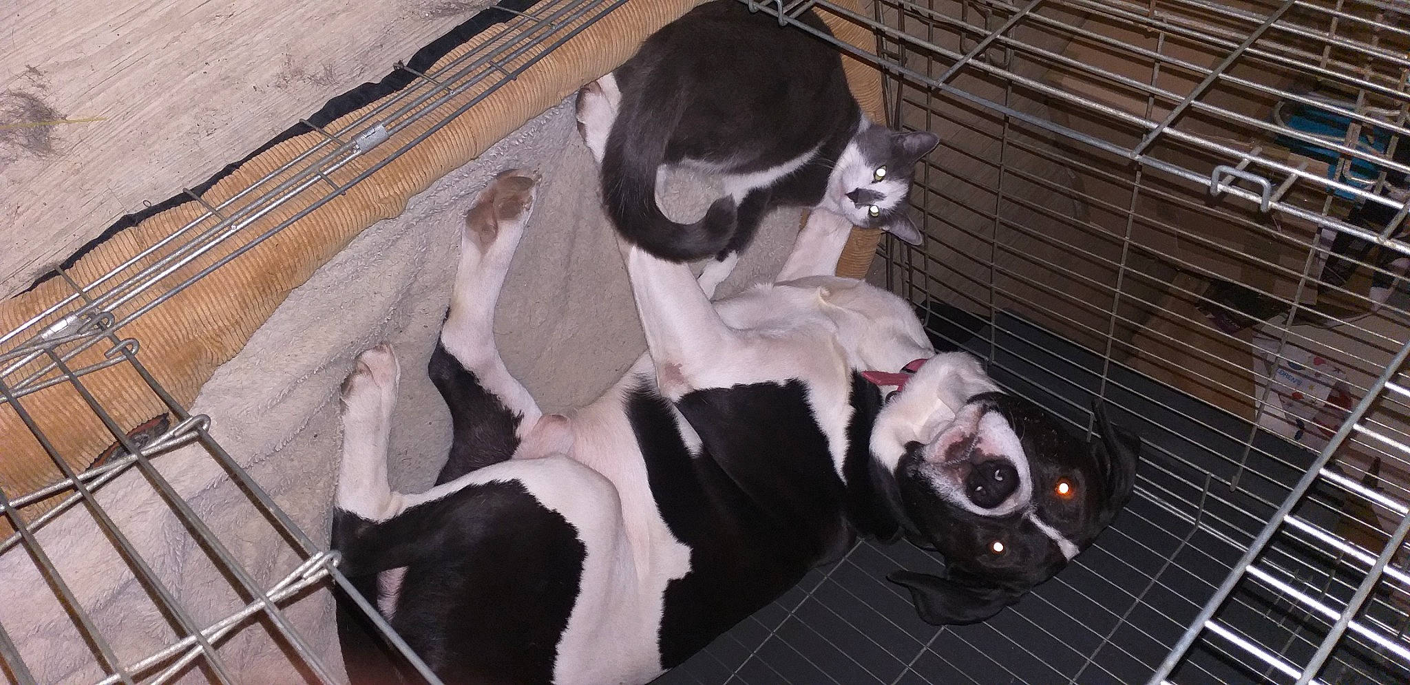 Lorko a rejoint le concours — aidez-le/la à gagner de superbes lots ! animal_shelter, cage, canidae, carnivore, companion_dog, dog, dog_breed, dog_crate, dog_supply, fawn, fur, mammal, pet_supply, snout, sporting_group, tail, vertebrate, whiskers, wood, working_animal