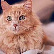 Shabba participe au concours pour gagner de l'argent avec cette photo : cat, ginger_cat, long_hair, feline, pet, whiskers, green_eyes, bed, blanket, close_up, portrait, cute, domestic_cat, relaxed, indoor, fur, ears, nose, soft, shallow_depth_of_field