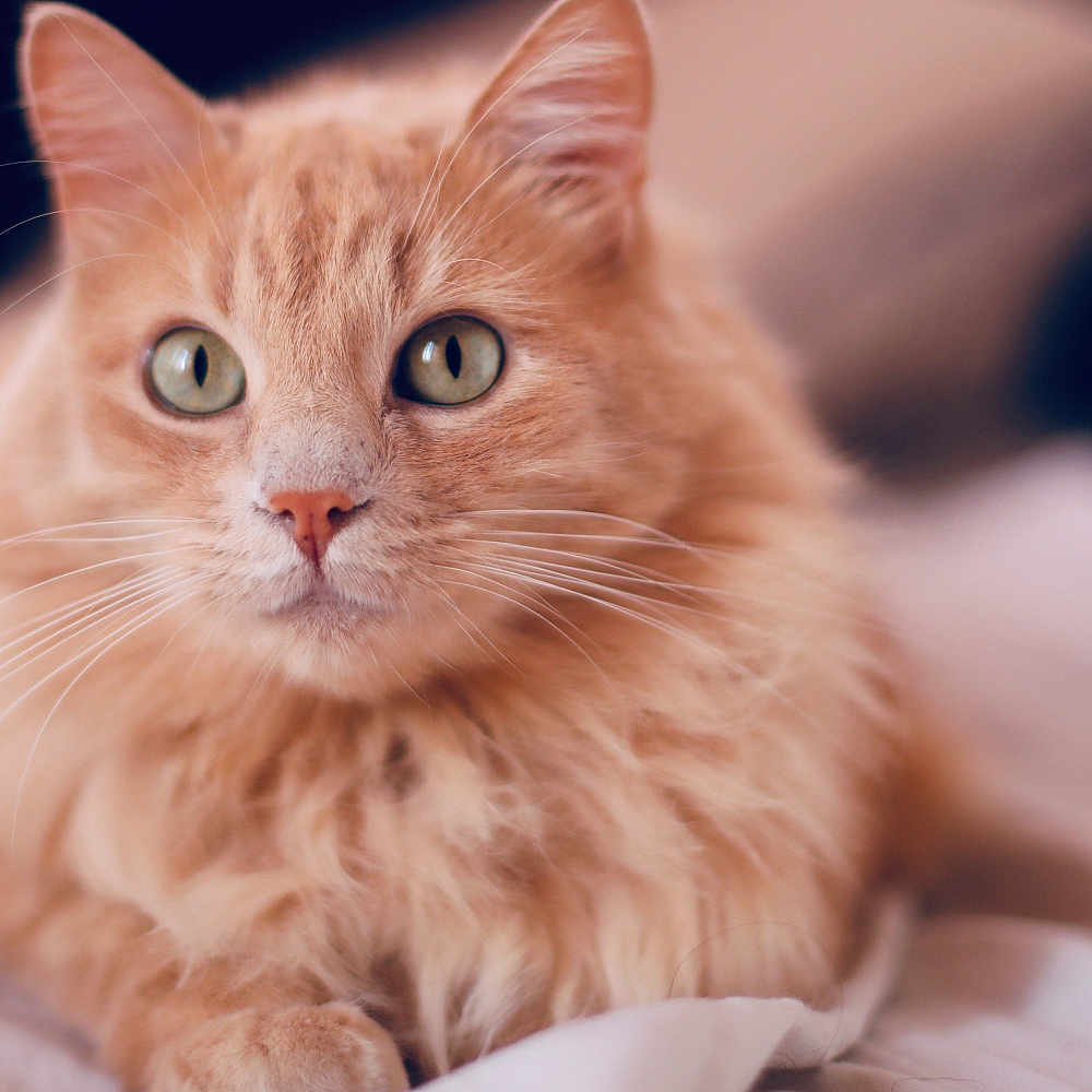 Shabba participe au concours pour gagner de l'argent avec cette photo : bed, blanket, cat, close_up, cute, domestic_cat, ears, feline, fur, ginger_cat, green_eyes, indoor, long_hair, nose, pet, portrait, relaxed, shallow_depth_of_field, soft, whiskers