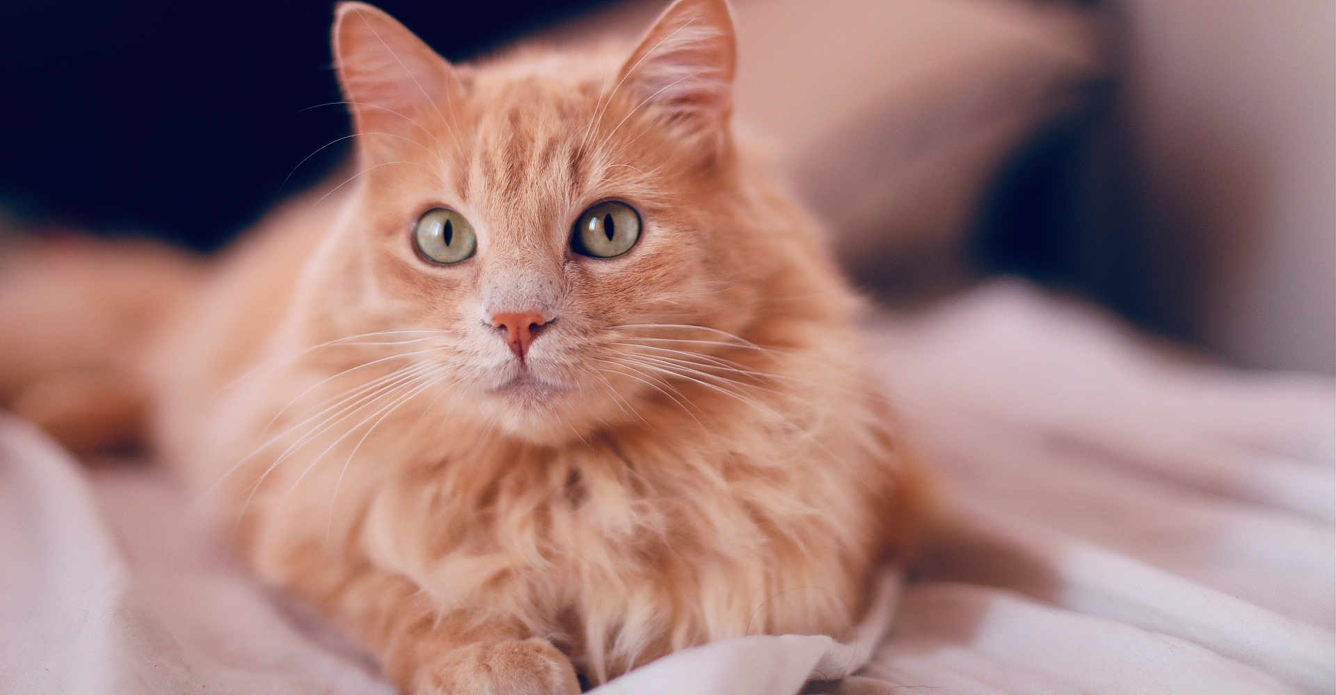 Shabba participe au concours pour gagner de l'argent avec cette photo : cat, ginger_cat, long_hair, feline, pet, whiskers, green_eyes, bed, blanket, close_up, portrait, cute, domestic_cat, relaxed, indoor, fur, ears, nose, soft, shallow_depth_of_field