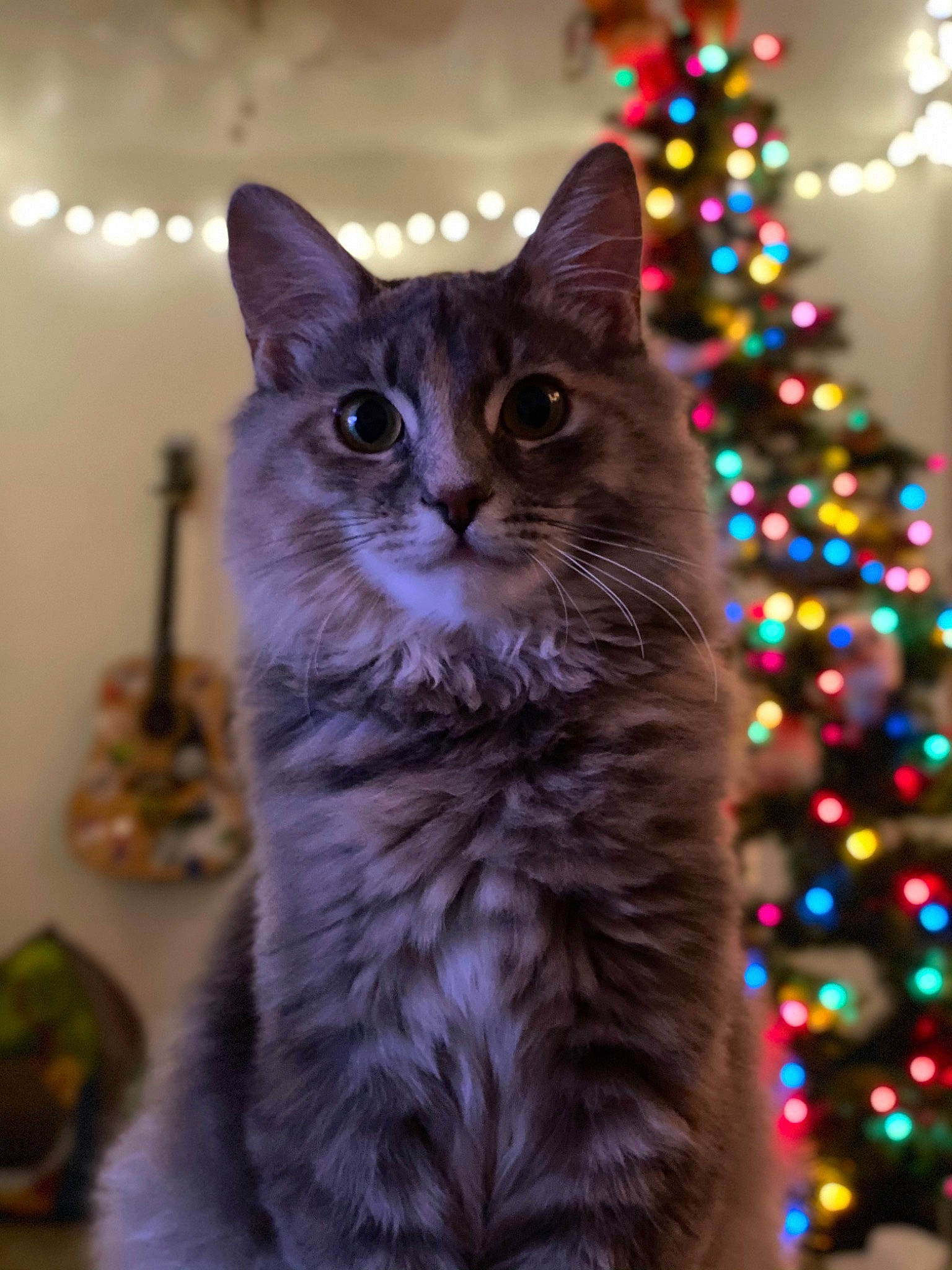 Aqua joined the competition — help win amazing prizes! carnivore, cat, christmas_ornament, christmas_tree, conifer, domestic_short_haired_cat, event, evergreen, felidae, fur, holiday_ornament, larch, light, midnight, ornament, plant, small_to_medium_sized_cats, tree, whiskers, window