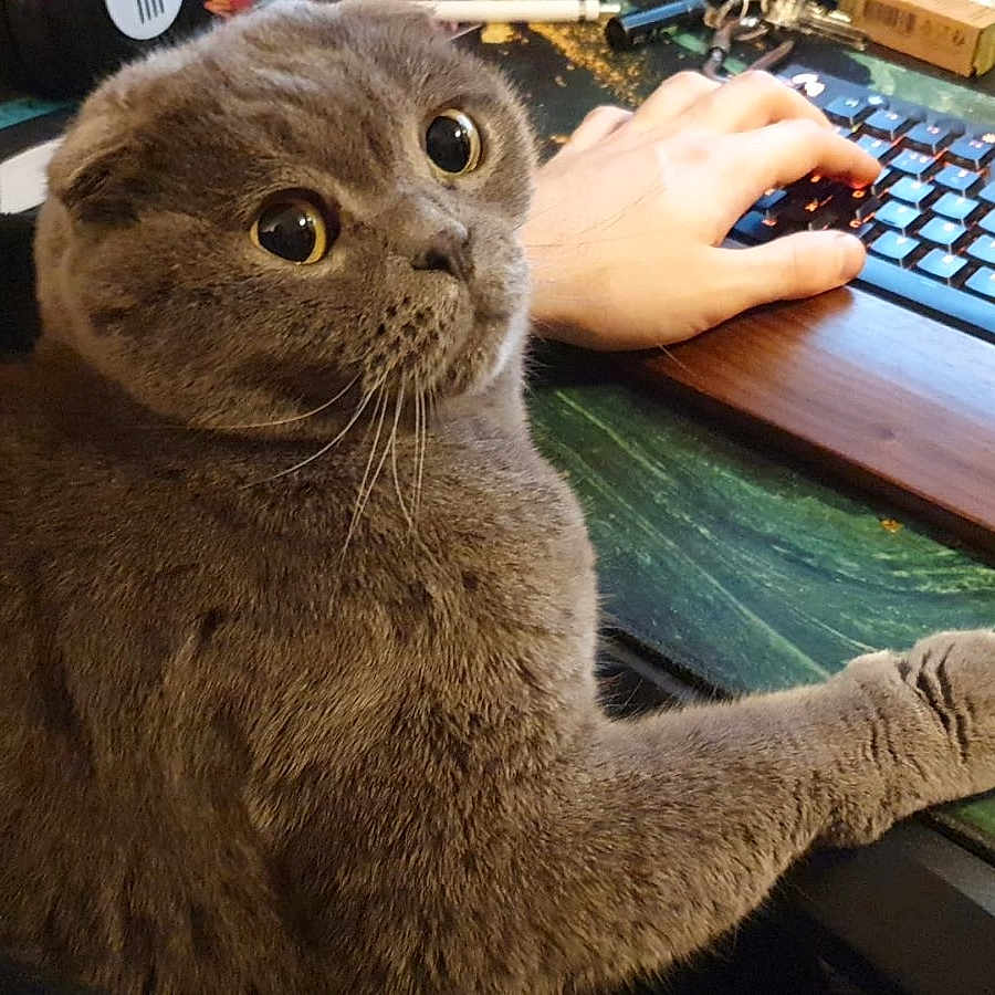Ash joined the competition — help win amazing prizes! animal, cat, closeup, computer, curious, cute, desk, domestic_animal, feline, fur, gray_cat, hand, indoor, keyboard, paw, person, pet, technology, typing, whiskers