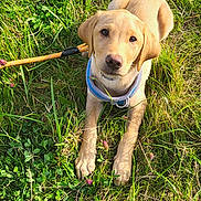 Ember joined the competition — help win amazing prizes! animal, canine, collar, cute, dog, footwear, golden_retriever, grass, grass_field, greenery, leash, nature, outdoor, pet, playful, puppy, shoe, summer, sunlight, young_dog