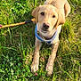 animal, canine, collar, cute, dog, footwear, golden_retriever, grass, grass_field, greenery, leash, nature, outdoor, pet, playful, puppy, shoe, summer, sunlight, young_dog