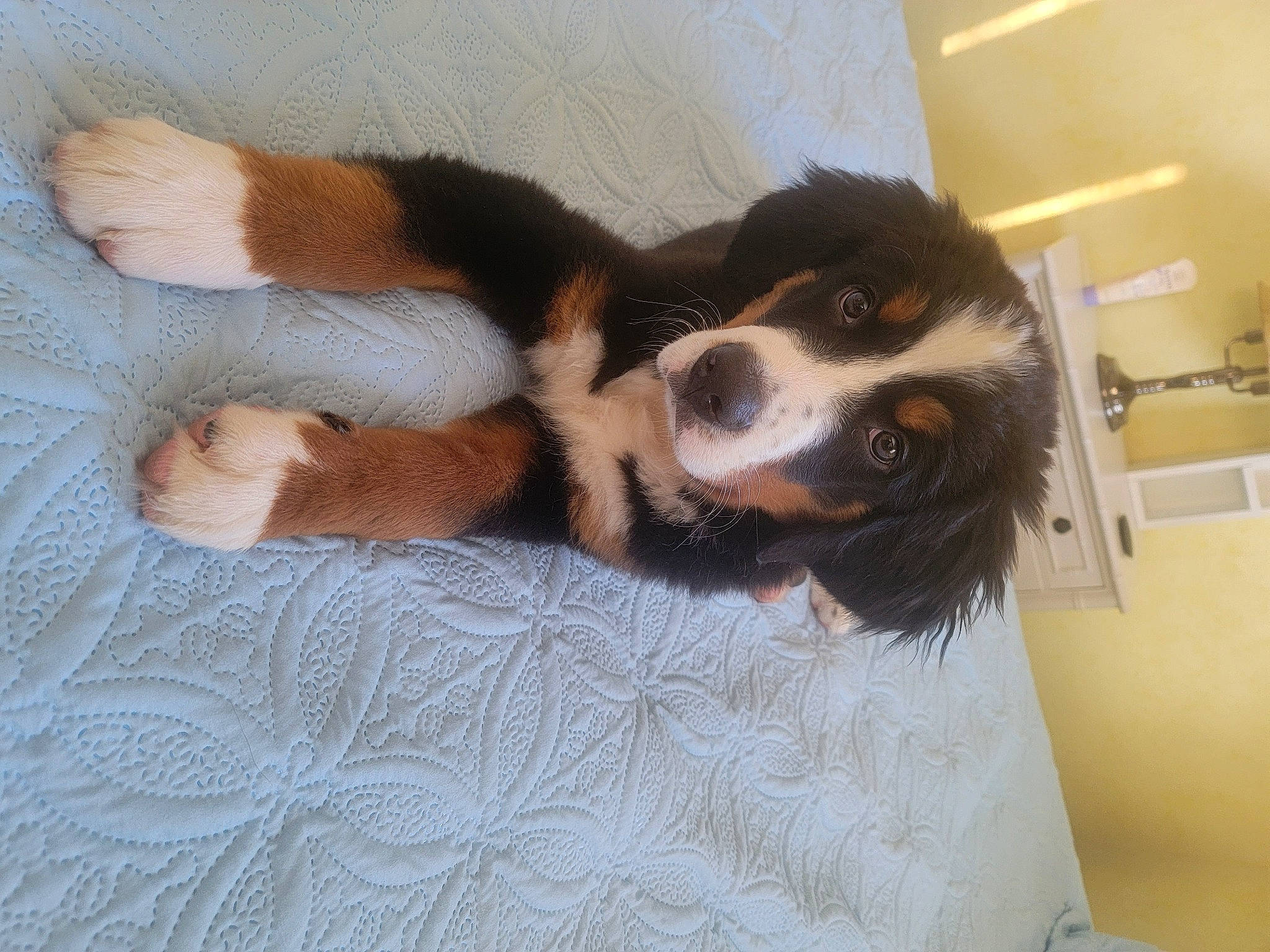 Buster is registered to the contest to win money with this photo: bernese_mountain_dog, bored, canidae, carnivore, cavalier_king_charles_spaniel, comfort, companion_dog, dog, dog_breed, fur, king_charles_spaniel, paw, snout, sporting_group, tail, terrestrial_animal, toy_dog, whiskers, working_animal, working_dog