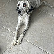 Tiya participe au concours pour gagner de l'argent avec cette photo : dog, white, spotted, lying_down, floor, tile_floor, indoor, pet, animal, long_ears, brown_eyes, relaxed, collar, paw, mammal, canine, looking_away, cute, domestic_animal, spot