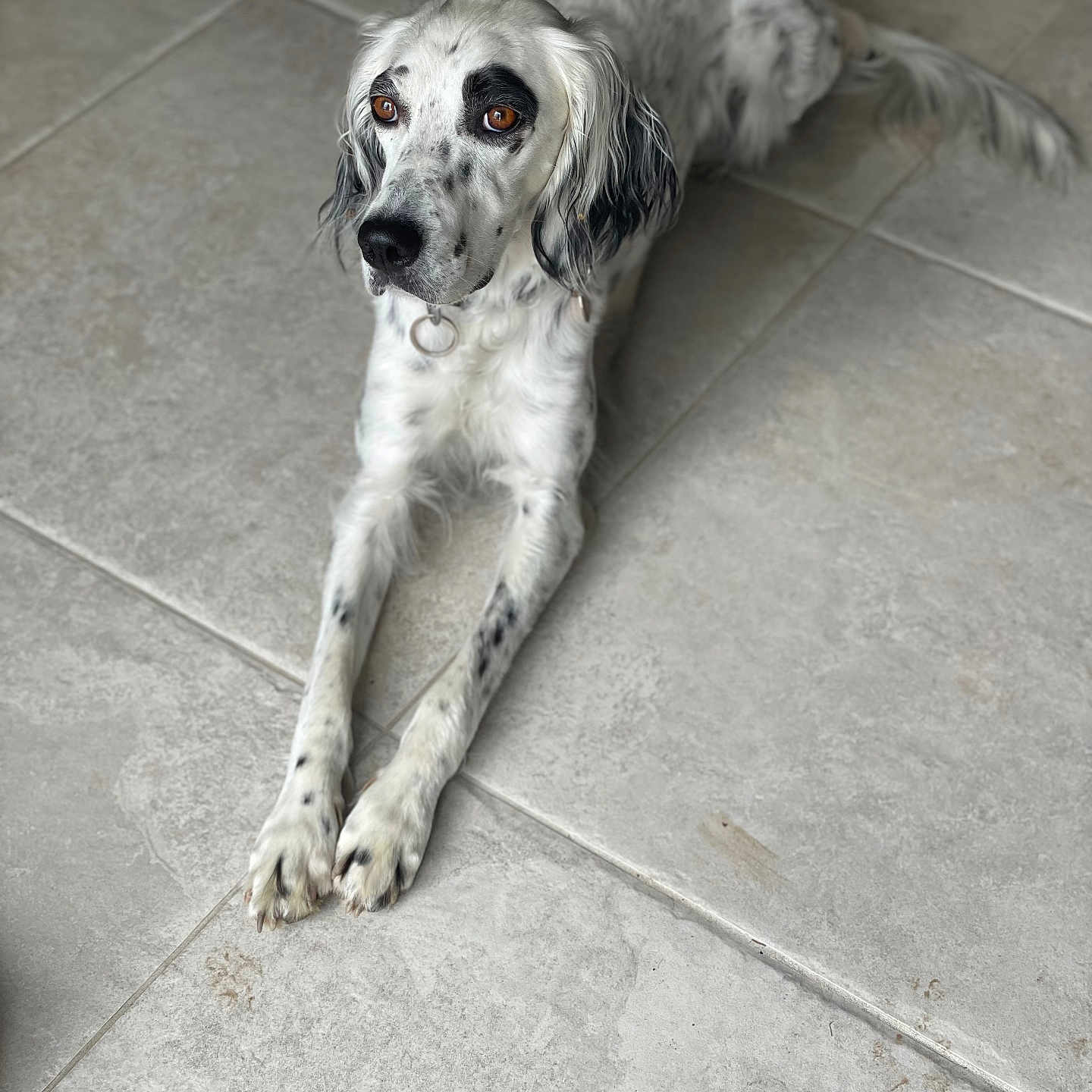 Tiya participe au concours pour gagner de l'argent avec cette photo : animal, brown_eyes, canine, collar, cute, dog, domestic_animal, floor, indoor, long_ears, looking_away, lying_down, mammal, paw, pet, relaxed, spot, spotted, tile_floor, white