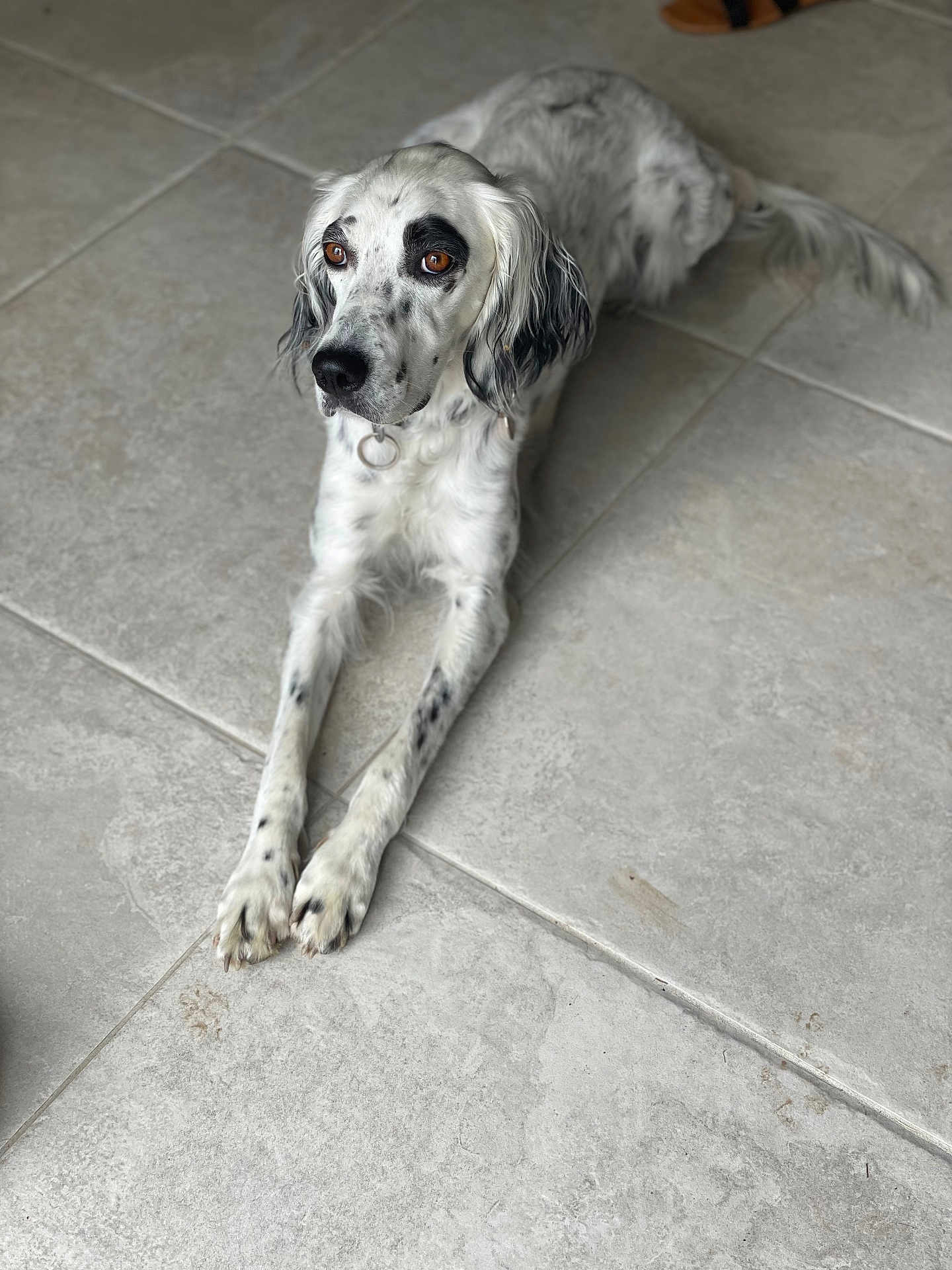 Tiya participe au concours pour gagner de l'argent avec cette photo : dog, white, spotted, lying_down, floor, tile_floor, indoor, pet, animal, long_ears, brown_eyes, relaxed, collar, paw, mammal, canine, looking_away, cute, domestic_animal, spot
