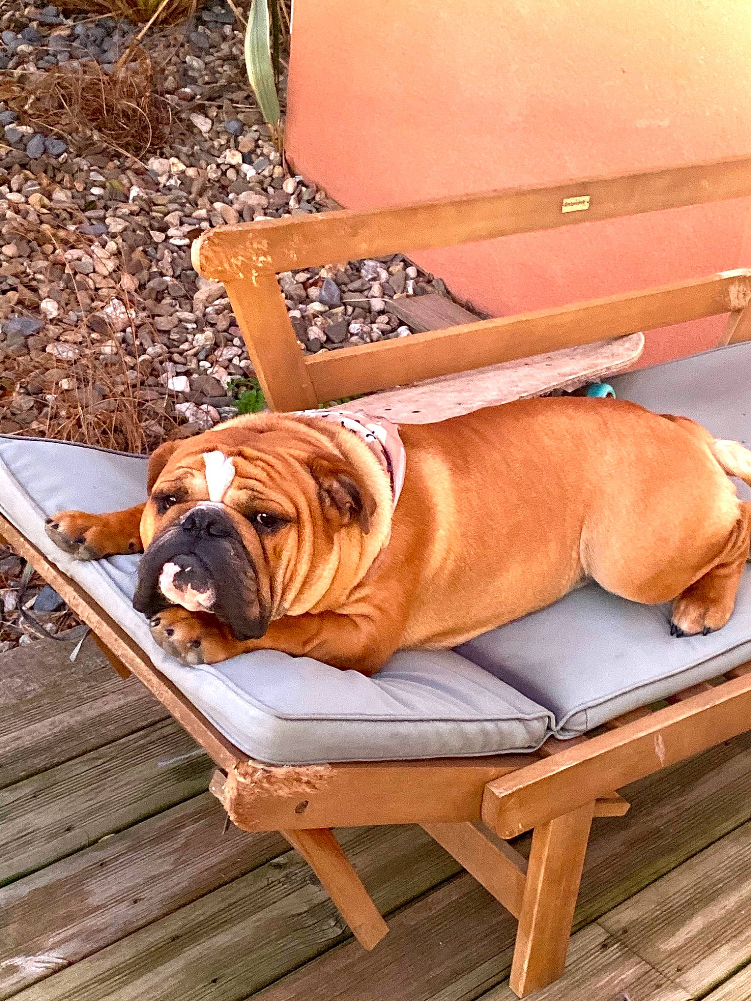 Prosper a rejoint le concours — aidez-le/la à gagner de superbes lots ! bulldog, carnivore, chair, collar, comfort, companion_dog, couch, dog, dog_breed, dog_collar, fawn, hardwood, liver, outdoor_furniture, pet_supply, sporting_group, tire, wood, wood_flooring, working_animal