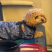 Ace is registered to the contest to win money with this photo: dog, jacket, bench, hat, smartphone, reflection, indoor, curly_fur, brown_dog, side_view, resting, blue, red, leather, fabric, casual, pet, animal, portrait, cozy