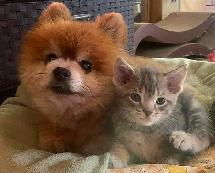 Bear Bear is registered to the contest to win money with this photo: box, canidae, carnivore, cat, companion_dog, dog, dog_breed, domestic_short_haired_cat, fawn, felidae, fur, german_spitz, plant, small_to_medium_sized_cats, snout, spitz, terrestrial_animal, toy_dog, whiskers, working_animal