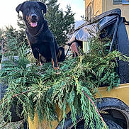Typ a rejoint le concours — aidez-le/la à gagner de superbes lots ! animal, black_dog, blue_sky, chain_collar, collar, dog, evergreen, foliage, garden, garden_cart, house, open_mouth, outdoor, pet, plants, sitting, smiling, sunlight, trees, vehicle