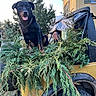 animal, black_dog, blue_sky, chain_collar, collar, dog, evergreen, foliage, garden, garden_cart, house, open_mouth, outdoor, pet, plants, sitting, smiling, sunlight, trees, vehicle