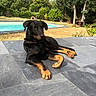 animal, backyard, black_dog, collar, dog, garden, grass, hammock, lying_down, outdoor, patio, pet, pool, portrait, relaxed, summer, sunlight, swimming_pool, tan_markings, trees