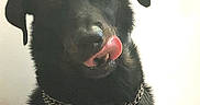 Typ a rejoint le concours — aidez-le/la à gagner de superbes lots ! animal, black_dog, canine, chain_collar, close_up, collar, companion_animal, dark_fur, dog, floppy_ears, front_view, funny_expression, indoor, licking, pet, photography, portrait, sitting, tongue, wall