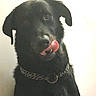 animal, black_dog, canine, chain_collar, close_up, collar, companion_animal, dark_fur, dog, floppy_ears, front_view, funny_expression, indoor, licking, pet, photography, portrait, sitting, tongue, wall
