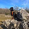 Typ participe au concours pour gagner de l'argent avec cette photo : adventure, animal, black_and_tan, blue_sky, dog, harness, landscape, leafless_trees, limestone, mountain, nature, outdoors, pet, portrait, rocks, rottweiler, sitting, sunlight, trees, wilderness