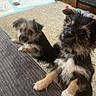 Xena And Abby is registered to the contest to win money with this photo: animal, black_and_tan, canine, carpet, curious, cute, dog, ears, friendly, fur, furniture, home, indoor, living_room, pet, playful, puppy, small_dog, two_dogs, young