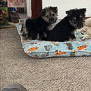Xena And Abby joined the competition — help win amazing prizes! puppies, dog_bed, carpet, shoe, cat_photos, wall, indoor, cute, small_dogs, black_and_tan, fur, pets, animal, resting, pattern, cozy, footwear, photography, companion, home