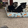 Xena And Abby joined the competition — help win amazing prizes! animal, black_and_tan, carpet, cat_photos, companion, cozy, cute, dog_bed, footwear, fur, home, indoor, pattern, pets, photography, puppies, resting, shoe, small_dogs, wall