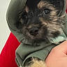 Xena And Abby joined the competition — help win amazing prizes! puppy, dog, hoodie, clothing, cute, pet, fur, black_and_tan, closeup, portrait, indoor, hand, holding, young, animal, adorable, warm, cozy, small, face