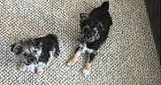 Xena And Abby joined the competition — help win amazing prizes! dog, puppy, small_dog, carpet, floor, indoor, pet, fur, laying_down, looking_up, two_dogs, animal, cute, companion, curious, relaxed, brown, black, white, fluffy