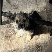 Xena And Abby joined the competition — help win amazing prizes! adorable, animal, black, brown, curious, cute, dog, floor, fur, indoor, looking_up, pet, puppy, shadow, sitting, small_dog, table, white, wooden_floor, young