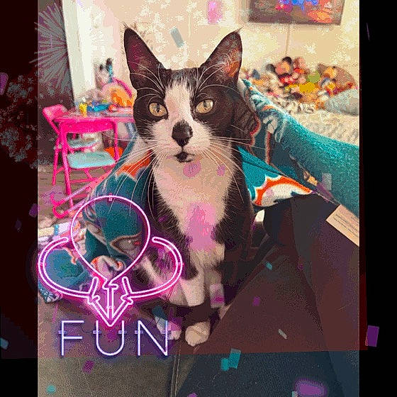 Falafel joined the competition — help win amazing prizes! box, carnivore, cat, domestic_short_haired_cat, event, felidae, font, fur, holiday, linens, magenta, pattern, paw, photo_caption, pink, rectangle, small_to_medium_sized_cats, square, visual_arts, whiskers