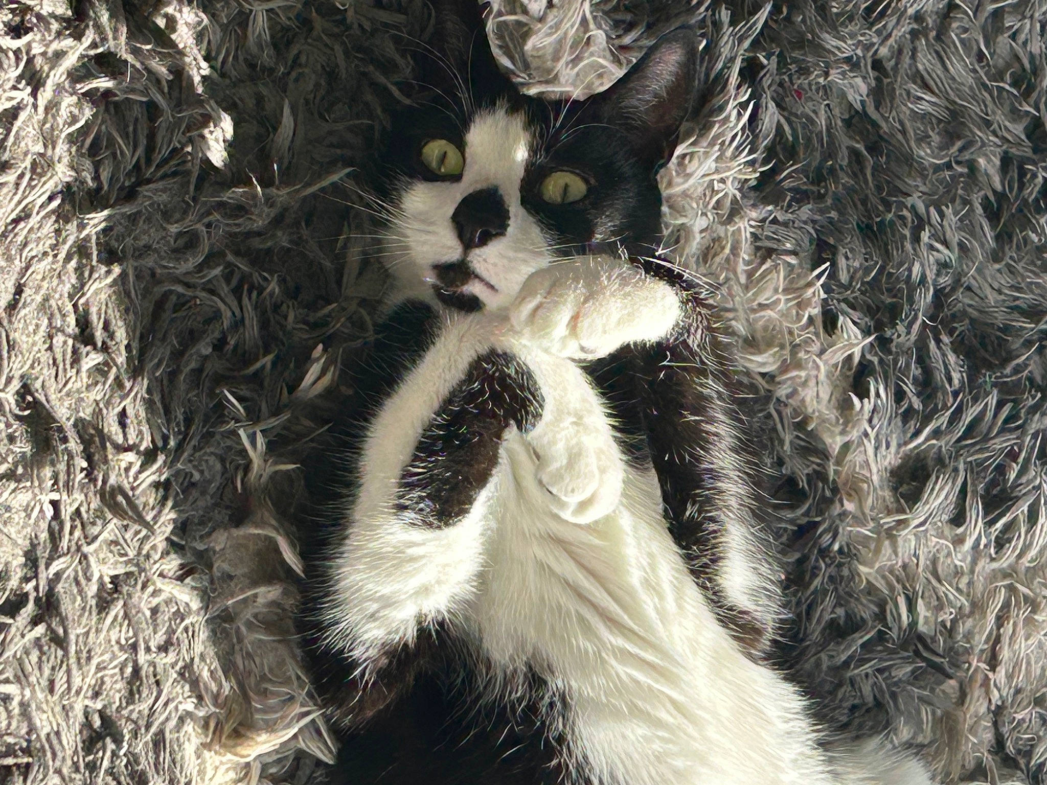 Falafel is registered to the contest to win money with this photo: carnivore, cat, close_up, fawn, felidae, fur, grass, mammal, monochrome_photography, natural_material, organism, plant, small_to_medium_sized_cats, snout, tail, terrestrial_animal, tree, twig, vertebrate, whiskers