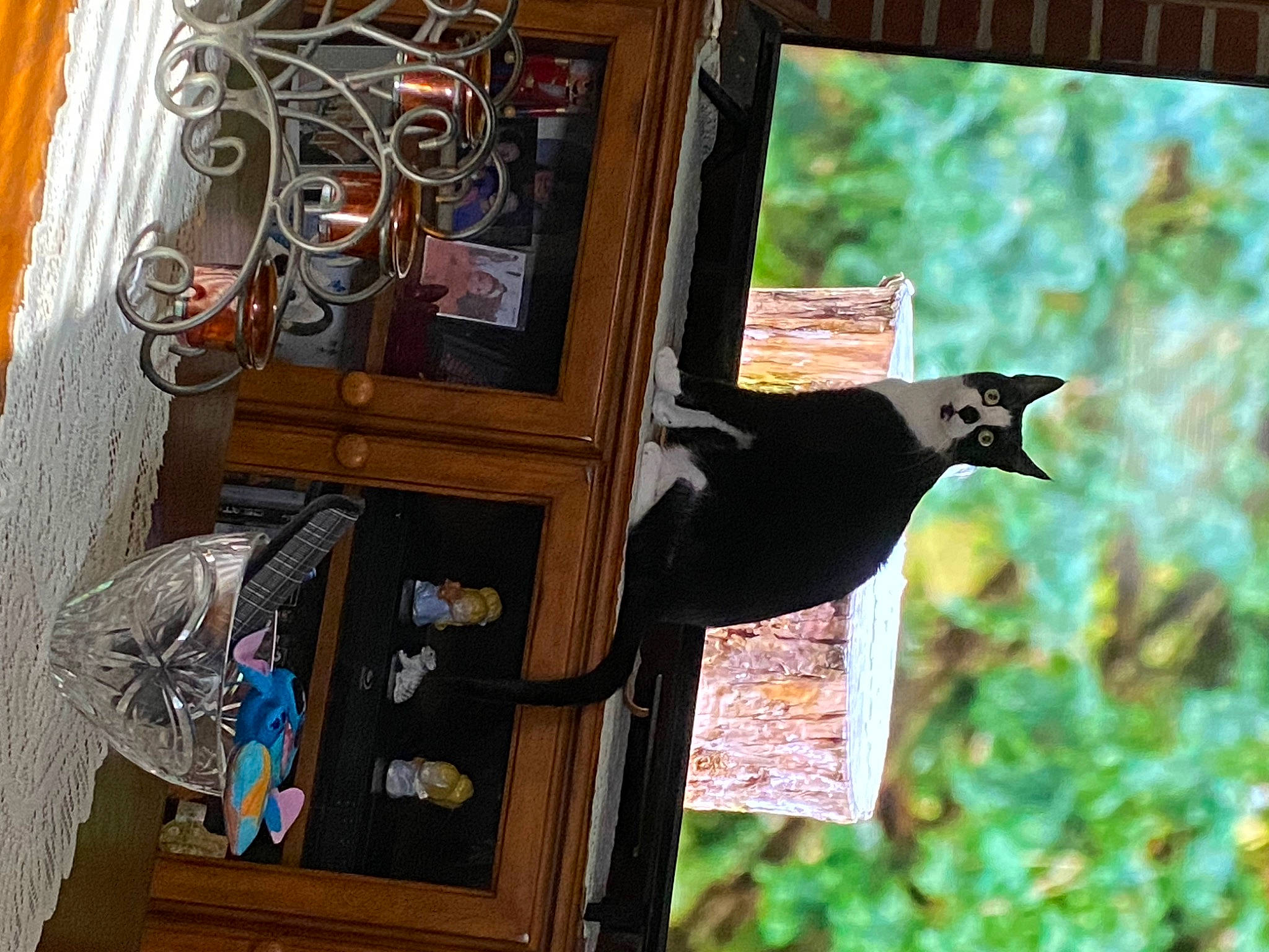 Falafel is registered to the contest to win money with this photo: art, bird_supply, door, facade, felidae, grass, house, plant, room, shed, small_to_medium_sized_cats, tail, tree, visual_arts, wildlife, window, wood