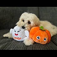 Ozzy joined the competition — help win amazing prizes! dog, plush_toy, ghost_toy, pumpkin_toy, couch, pet, white_dog, soft_toy, cute, indoor, cozy, animal, fur, resting, happy, smiling_toy, decor, closeup, relaxing, companion