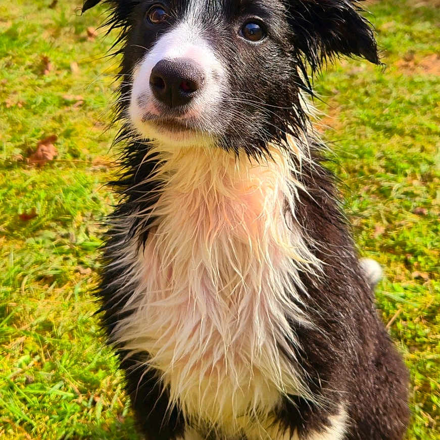 Atlas joined the competition — help win amazing prizes! adult, animal, canine, clothing, collie, dog, field, grass, grassland, jeans, lawn, male, man, nature, outdoors, pants, person, pet, plant, puppy