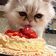 Jack is registered to the contest to win money with this photo: kitten, cat, pet, cake, strawberry, dessert, food, licking, cute, fluffy, white_cat, indoor, closeup, animal, table, plate, curious, sweet, tongue, kitchen